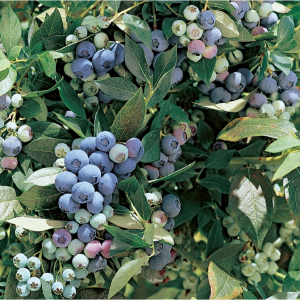 Саженец черники Легаси (Legacy)