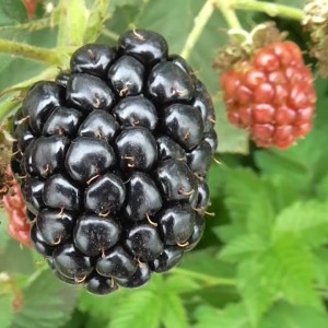 Саженец ежевики Астерина (Asterina)