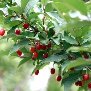 Саженец гуми Кунашир