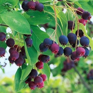 Саженец ирги Древовидной