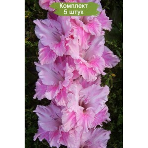 Луковицы гладиолуса Ружова Фантазия -  комплект 5 шт.