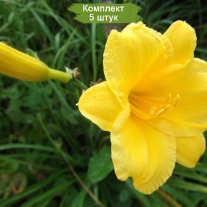 Саженцы лилейника гибридного Стелла де Оро (Stella de Oro) -  комплект 5 шт.