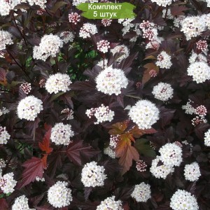 Саженцы пузыреплодника калинолистного Диабло (Diabolo) -  комплект 5 шт.