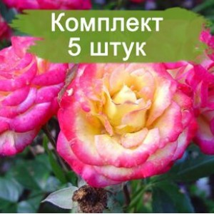 Саженцы миниатюрной розы Бэби Маскарад (Baby Masquerade) -  комплект 5 шт.