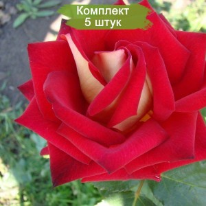 Саженцы чайно-гибридной розы Блю Бель (Blue Bell) -  комплект 5 шт.