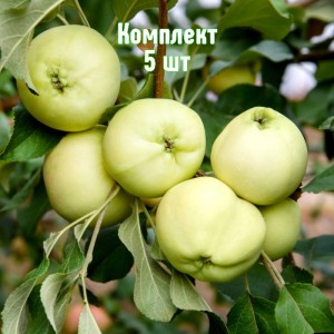 Комплект 5шт / Яблоня Белое летнее