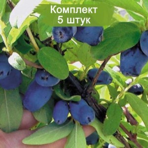 Саженцы жимолости Бореалис (Borealis) -  комплект 5 шт.