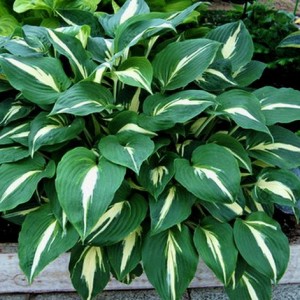 Саженец хосты Найт Бефо Крисмас (Night Before Christmas)