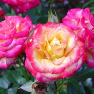 Саженец миниатюрной розы Бэби Маскарад (Baby Masquerade)