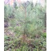 Сеянец сосны Крымской  до 20 см
