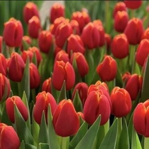 Тюльпан Веранди (Verandi)